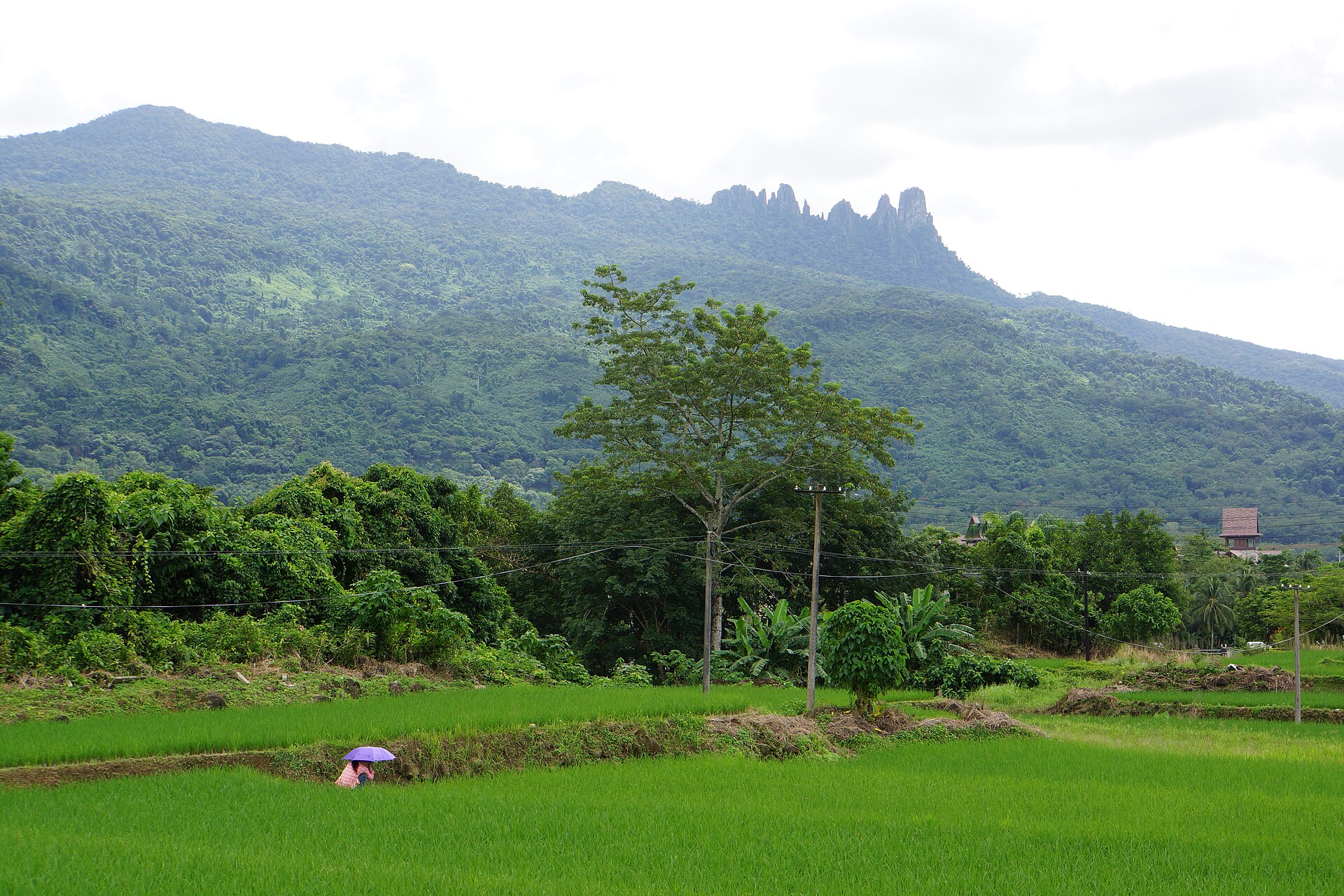 Qixian Mountain rising above green rainforest foothills and fields in Baoting
