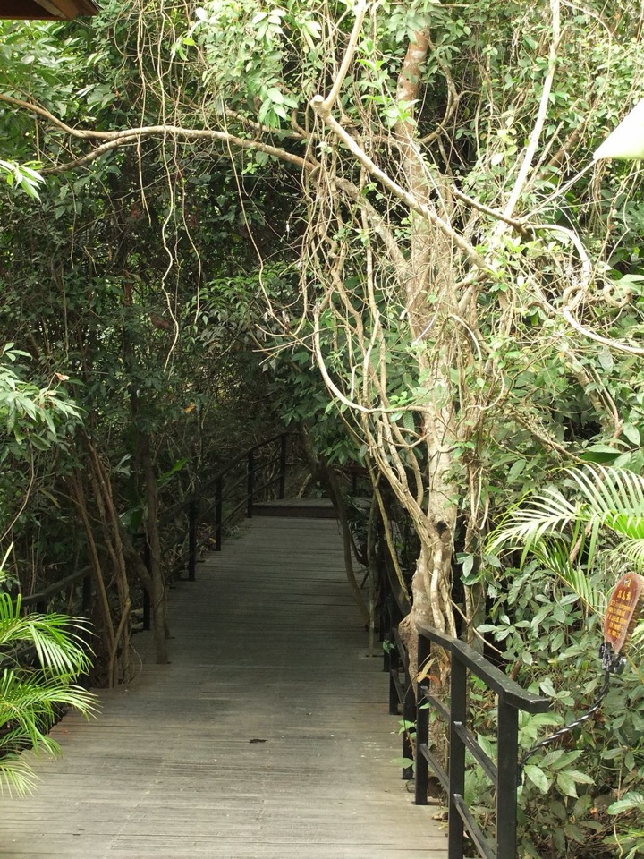 A wooden boardwalk through dense rainforest at Yanoda