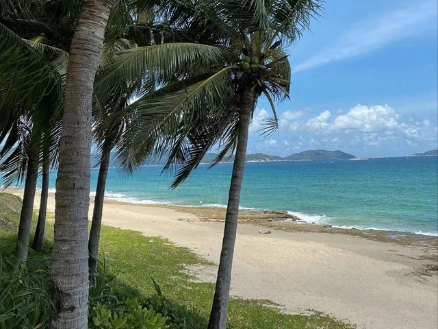 Palm trees beside the sand and turquoise water at Yalong Bay
